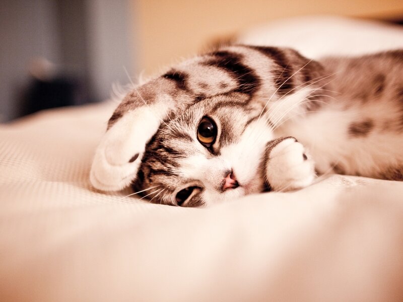 Striped Cat Lying Down — Beige
