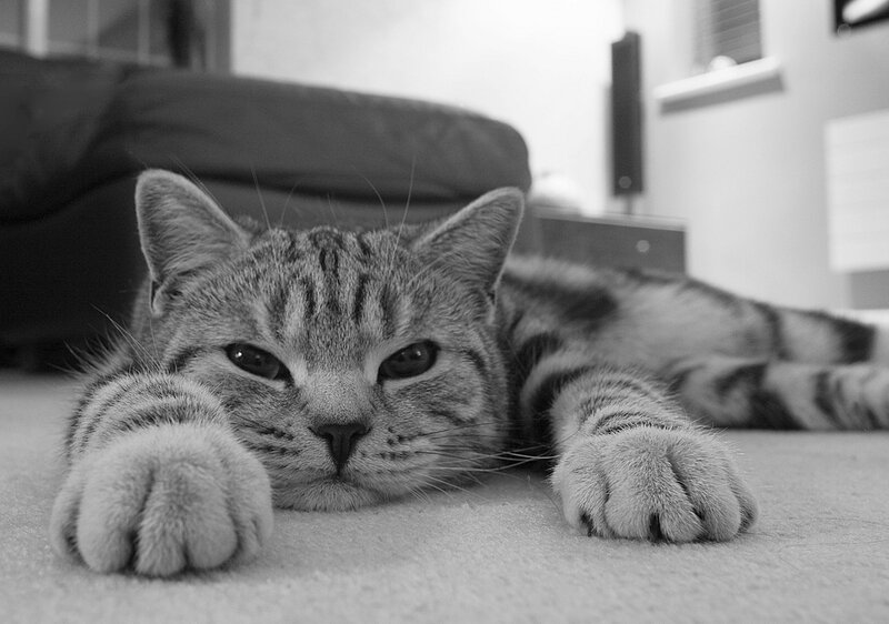 Striped Cat Lying Down — Black, Calm