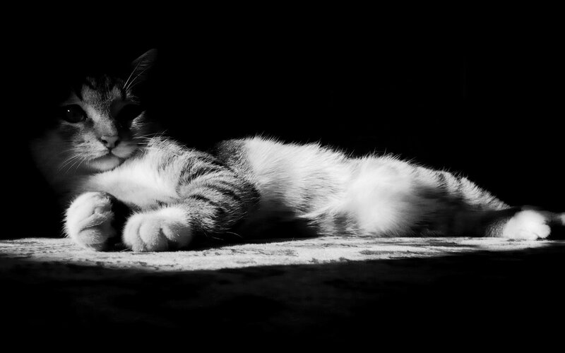 Striped Cat Lying Down — Black, Dramatic, Photograph, Floor