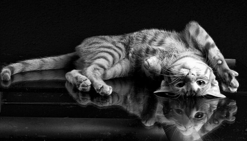 Striped Cat Lying Down — Black, Dramatic, Photograph