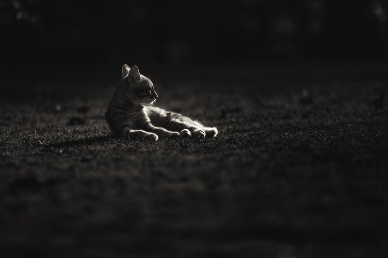 Striped Cat Lying Down — Black, Dramatic