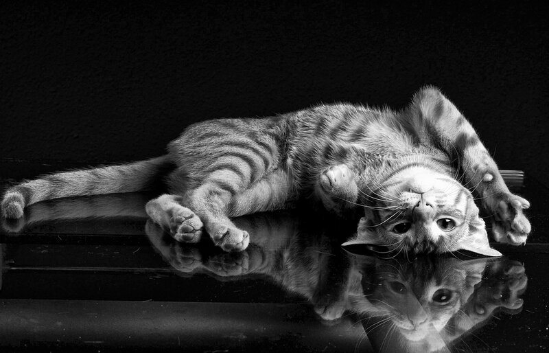 Striped Cat Lying Down — Black