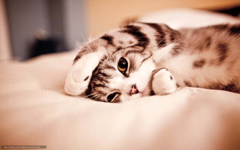 Striped Cat Lying Down — Brown, Calm