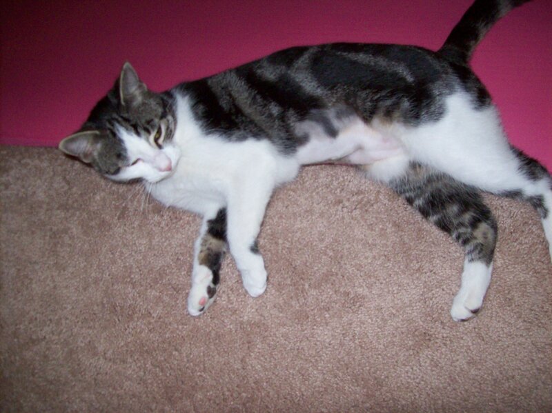 Striped Cat Lying Down — Brown, Relaxed, Photograph