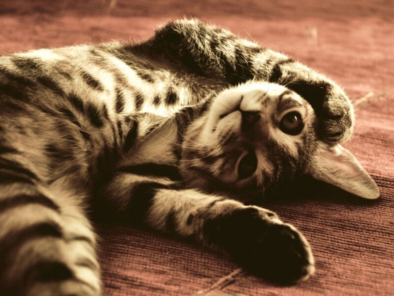 Striped Cat Lying Down — Brown, Relaxed