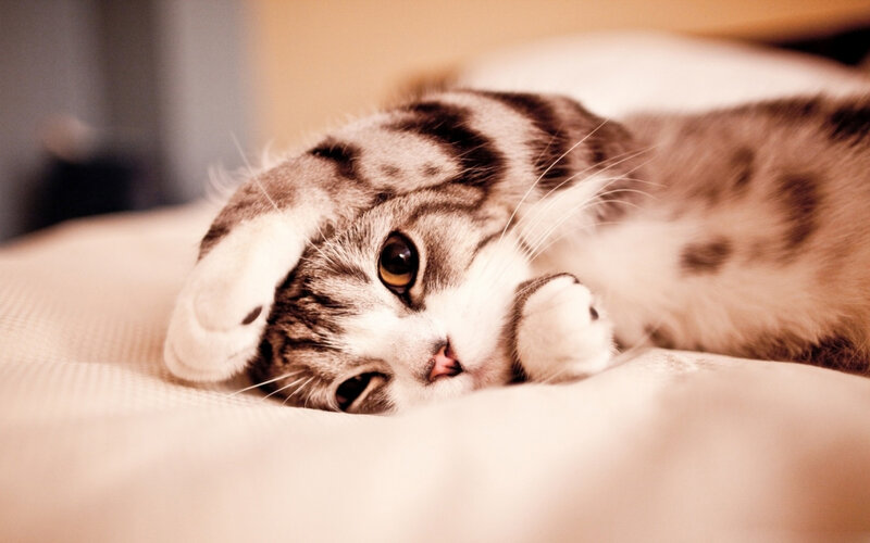 Striped Cat Lying Down — Brown