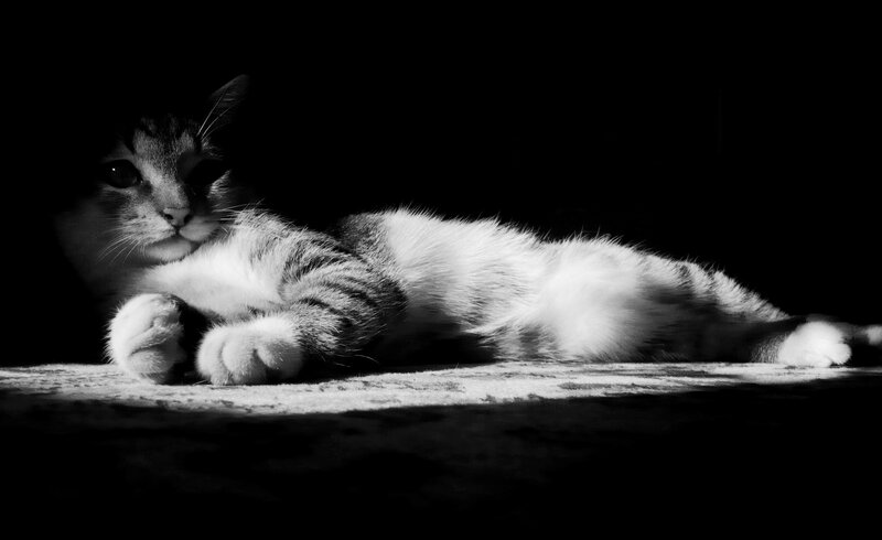 Striped Cat Lying Down — Dramatic