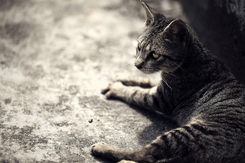 Striped Cat Lying Down — Gray, Calm, Afternoon