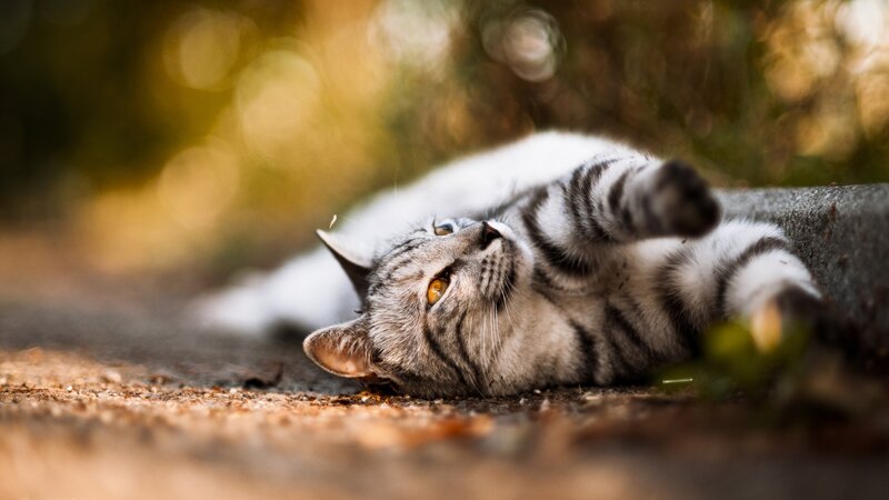Striped Cat Lying Down — Gray, Calm, Autumn, Photograph