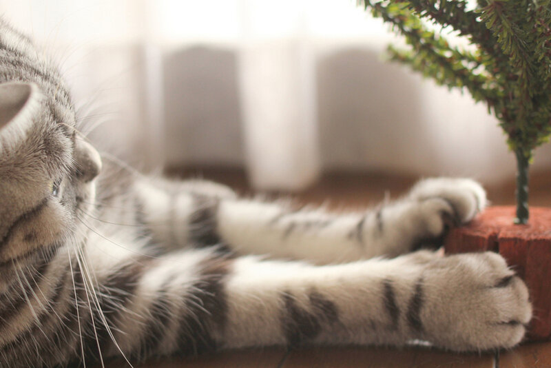 Striped Cat Lying Down — Gray, Calm, Morning
