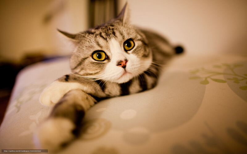 Striped Cat Lying Down — Gray, Calm, Photograph