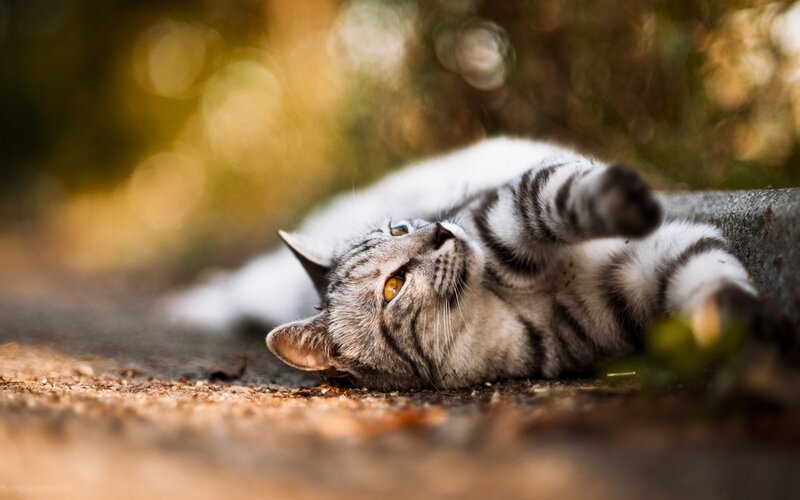 Striped Cat Lying Down — Gray, Calm