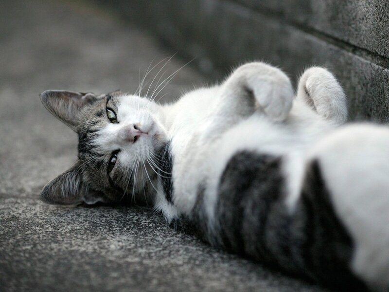 Striped Cat Lying Down — Gray, Relaxed