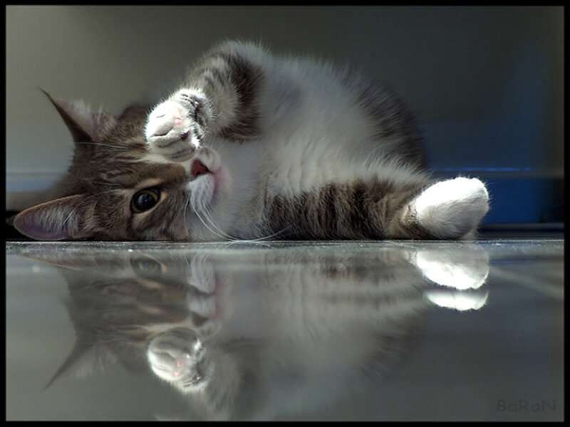 Striped Cat Lying Down — Gray
