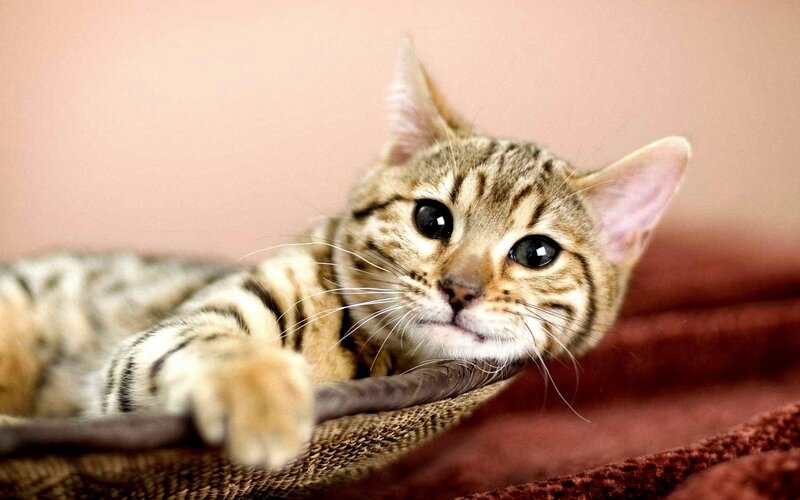 striped cat lying down