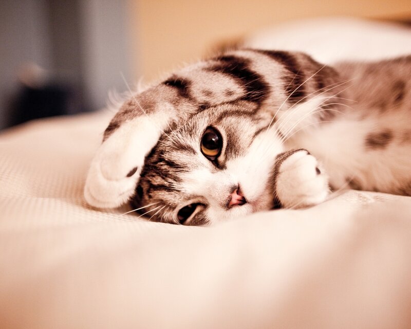 Striped Cat Lying Down — White, Calm, Photograph