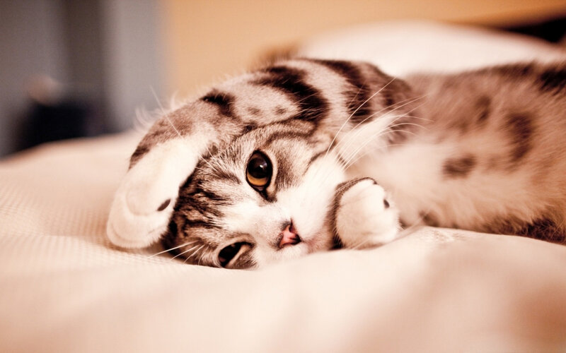 Striped Cat Lying Down — White, Calm