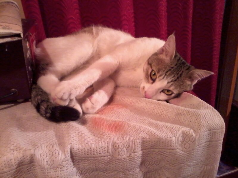 Striped Cat Lying Down — White, Relaxed