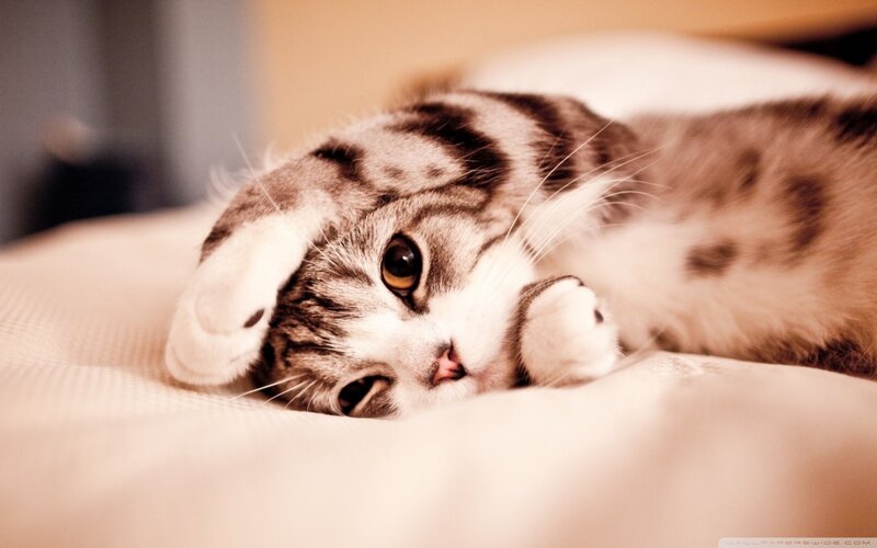 Striped Cat Lying Down — White