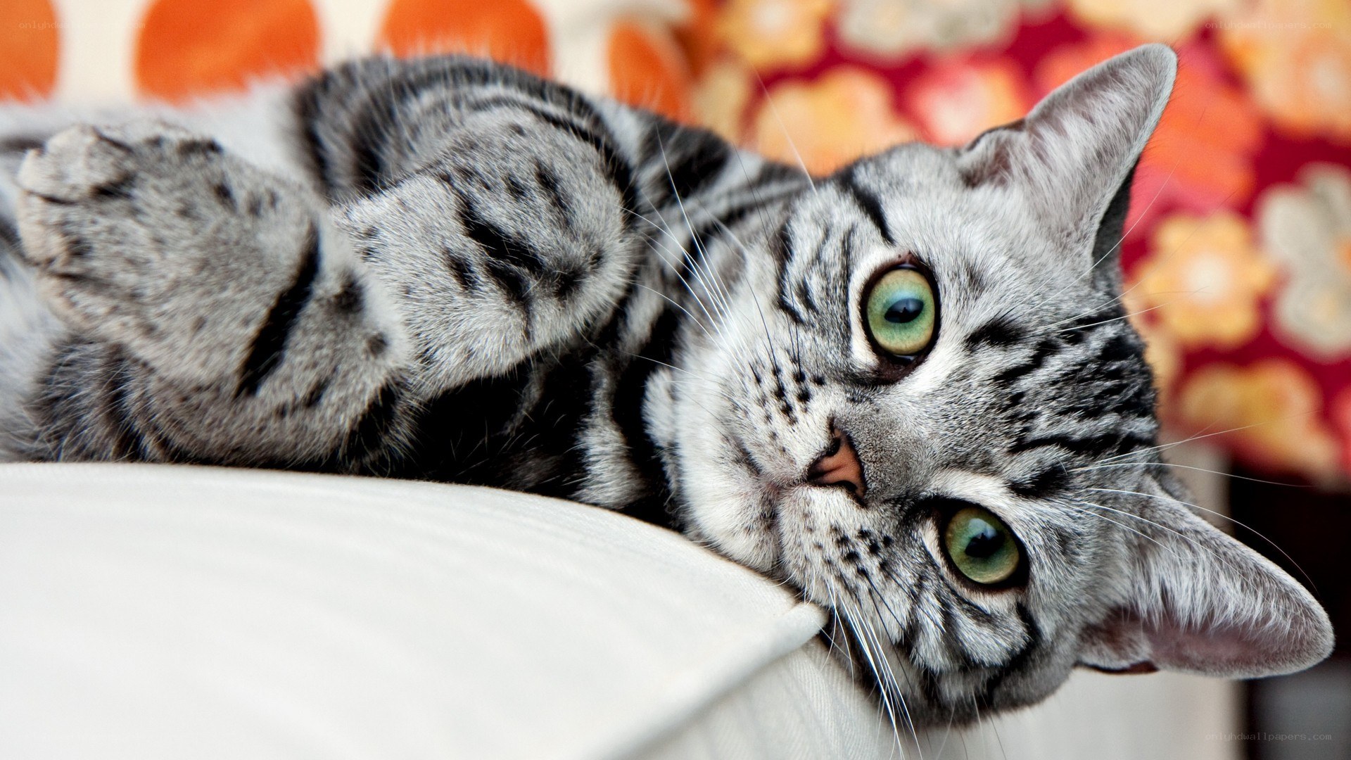 striped cat lying on back