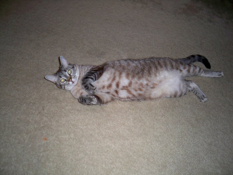 Striped Cat Lying on Back — Gray, Relaxed