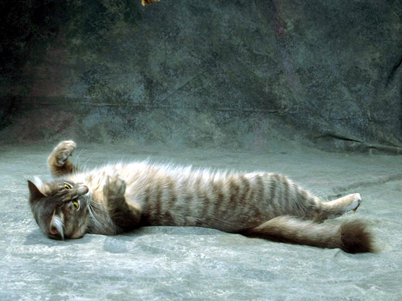 Striped Cat Lying on Back — Gray