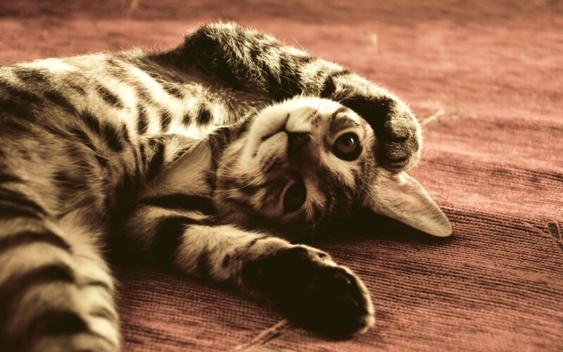 striped cat lying on back