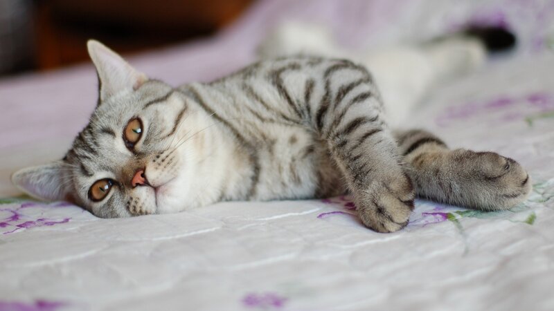 striped cat lying on bed