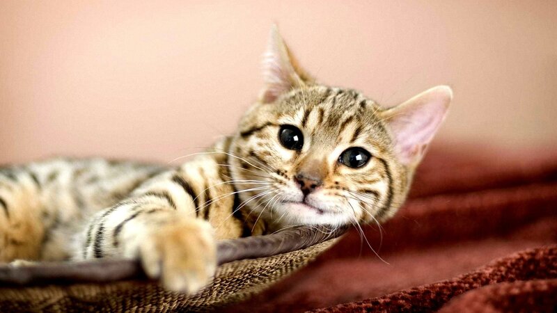striped cat lying on blanket