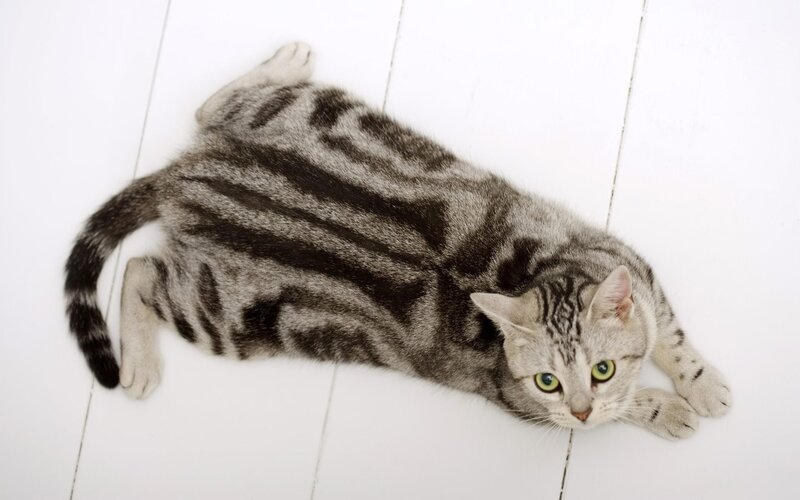 striped cat lying on floor
