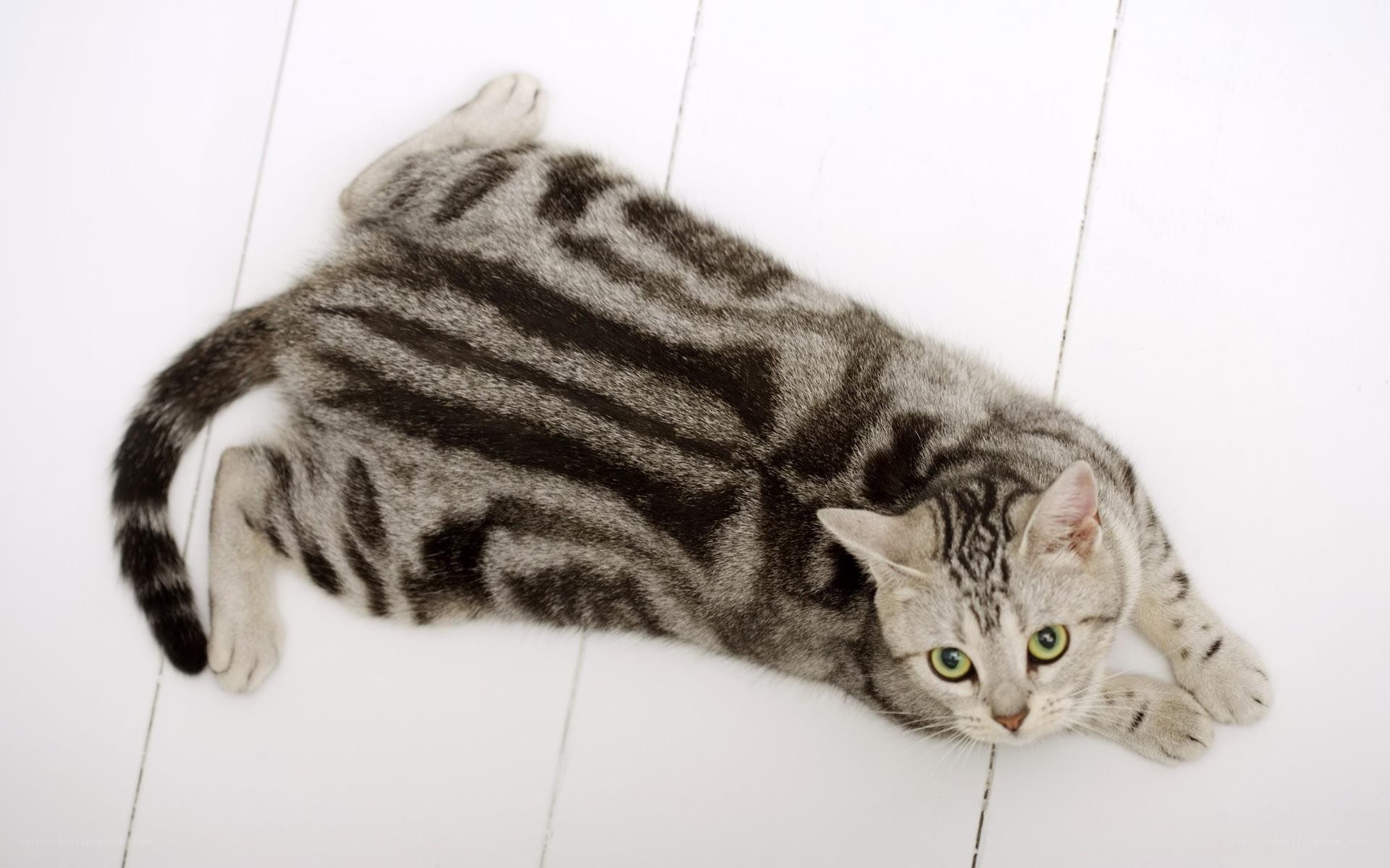 striped cat lying on floor