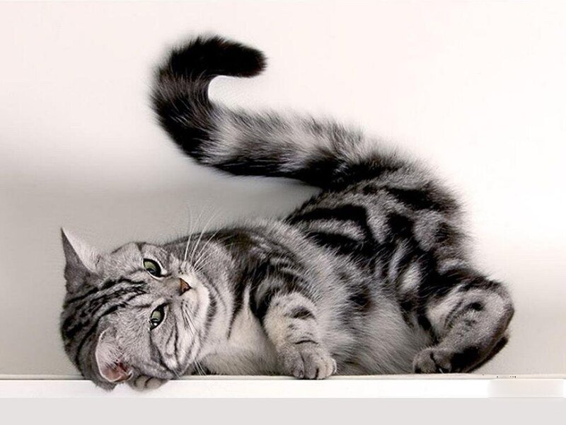 striped cat lying on its back