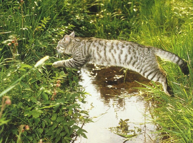 Striped Cat Near Water