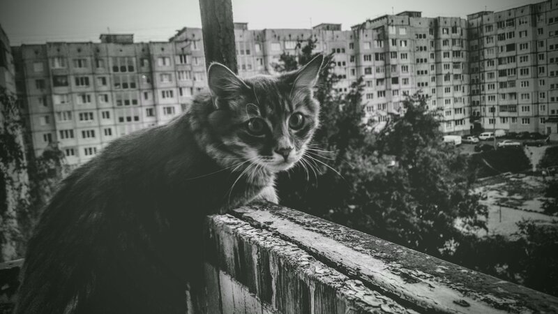 Striped Cat on Balcony