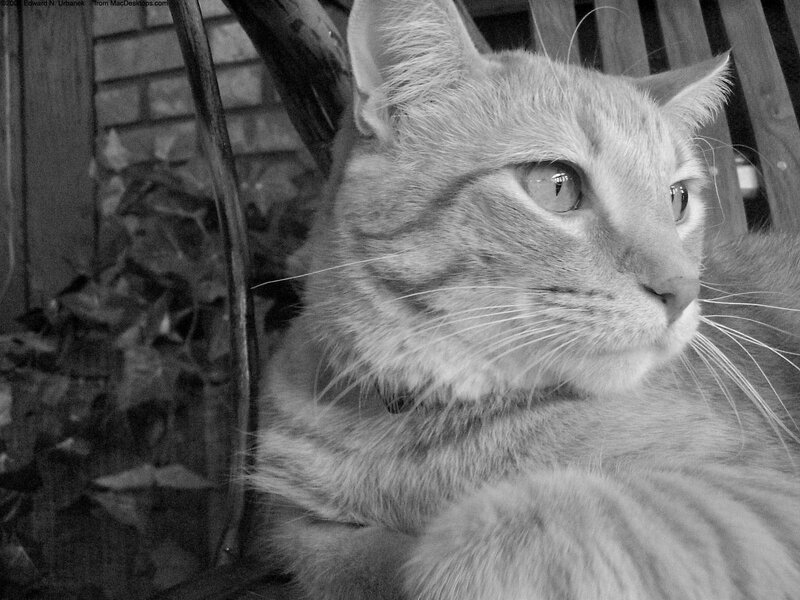 striped cat on bench