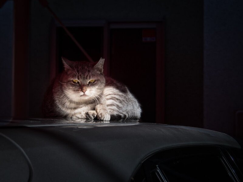Striped Cat on Car