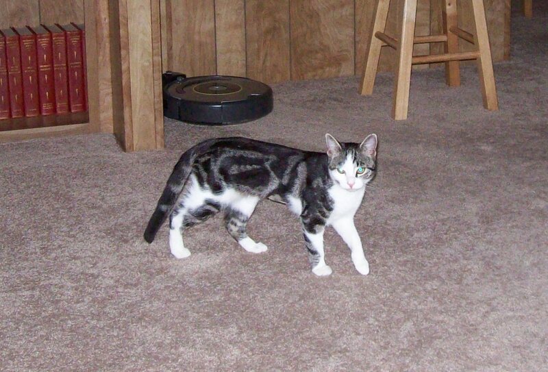 Striped Cat on Carpet