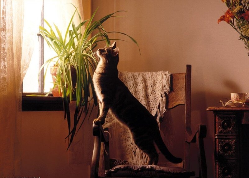 Striped Cat on Chair