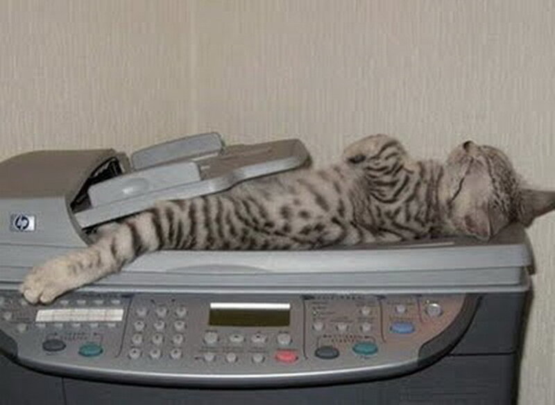 Striped Cat on Copier