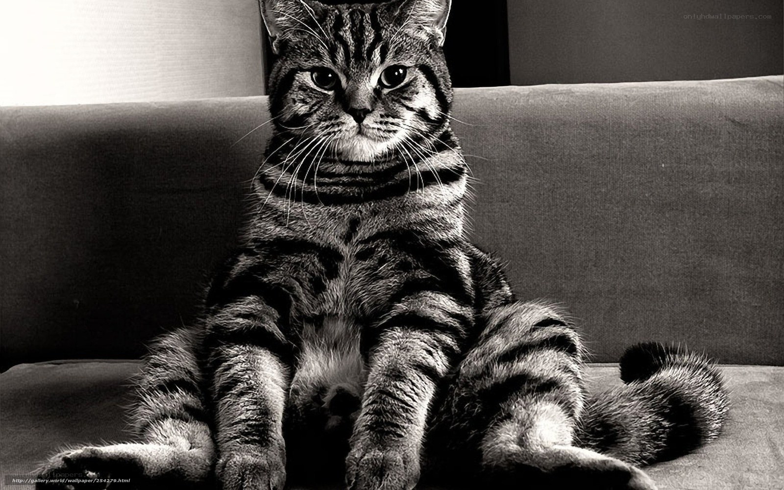 striped cat on couch