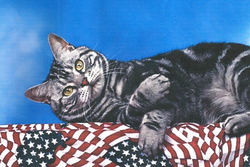 Striped Cat on Flag