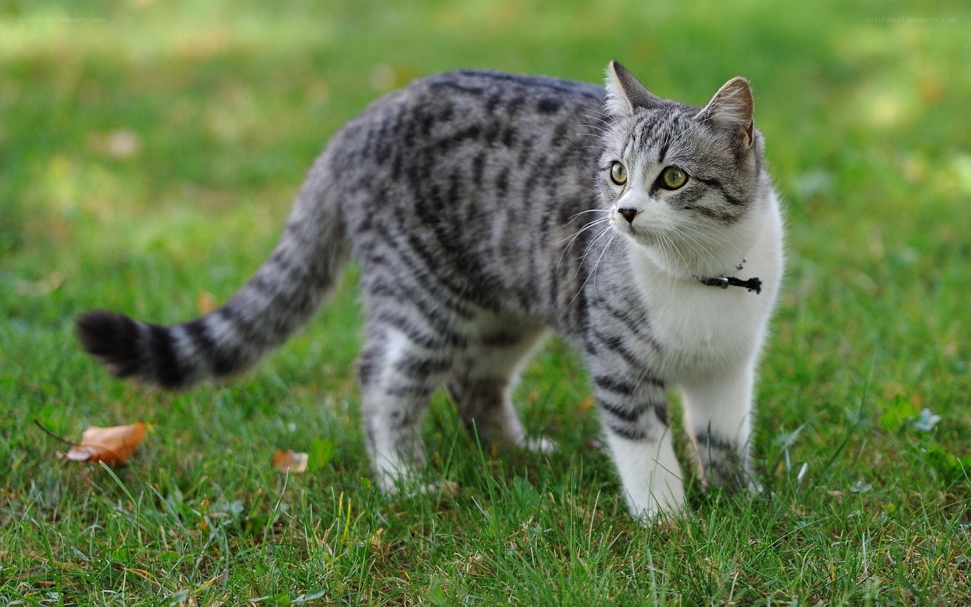striped cat on grass