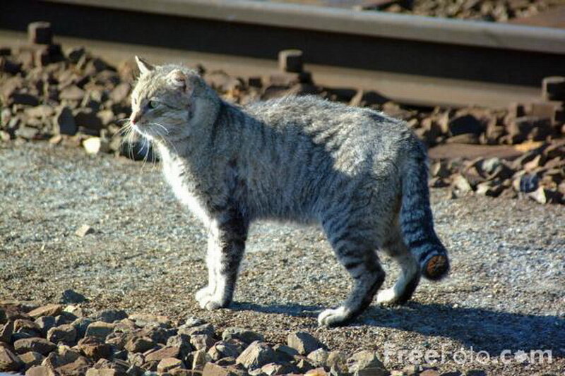 Striped Cat on Gravel