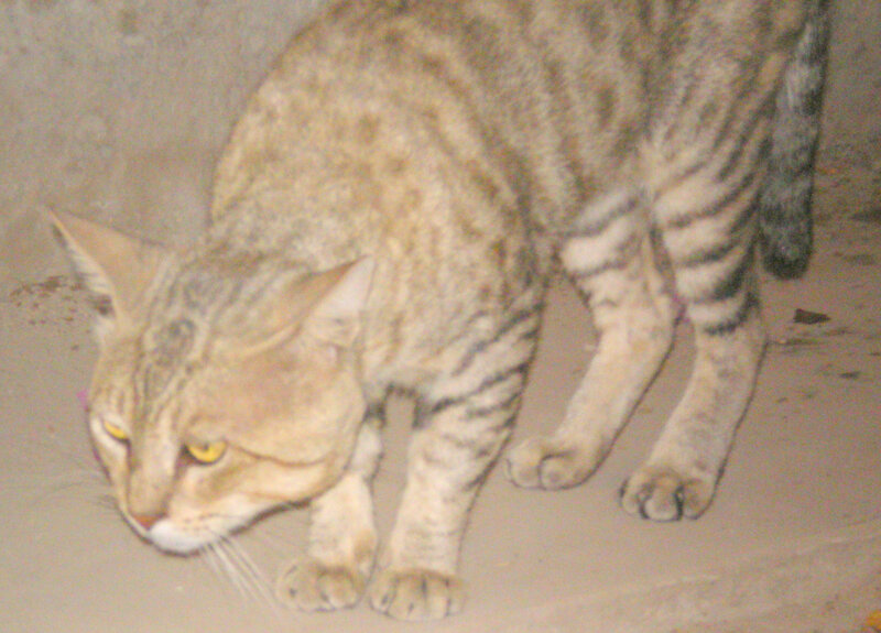 striped cat on ground