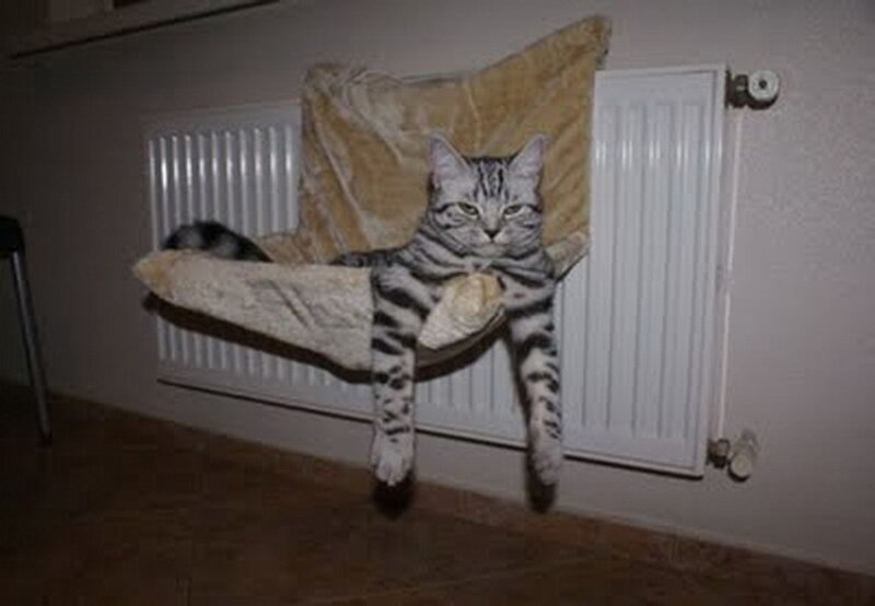 Striped Cat on Hammock
