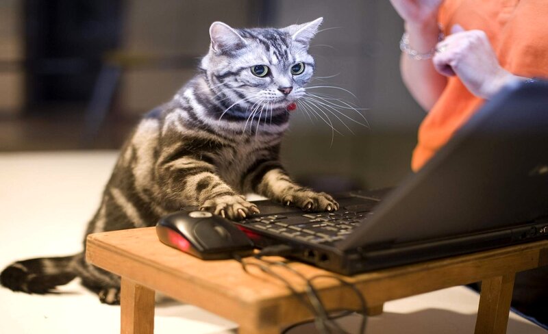 Striped Cat on Laptop — Gray