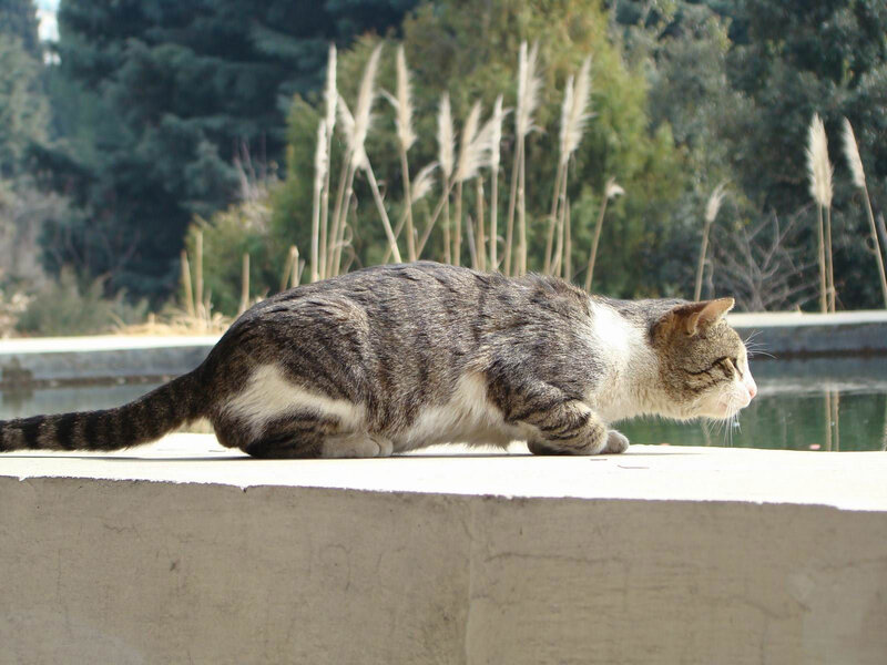 Striped Cat on Ledge