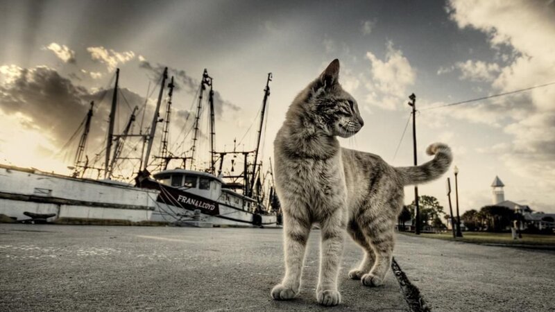 Striped Cat on Pavement — Gray