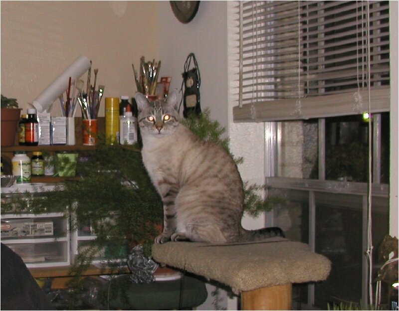 Striped Cat on Perch