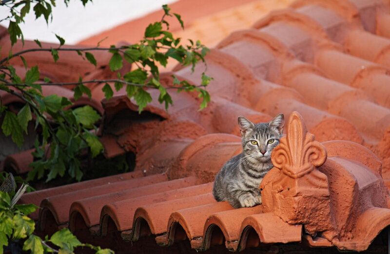 Striped Cat on Roof — Orange